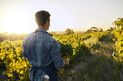 Buy stock photo Back view, man and farming in countryside for health, nutrition and sustainable diet. Farmer, plants and harvest for gardening, agriculture and vegan or eco friendly food and growth in nature