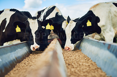 Buy stock photo Cows eating, farming and cattle on a dairy farm for agriculture, growth and food production. Nature, eat and a herd of hungry animals with feed in the countryside for livestock lifestyle and industry