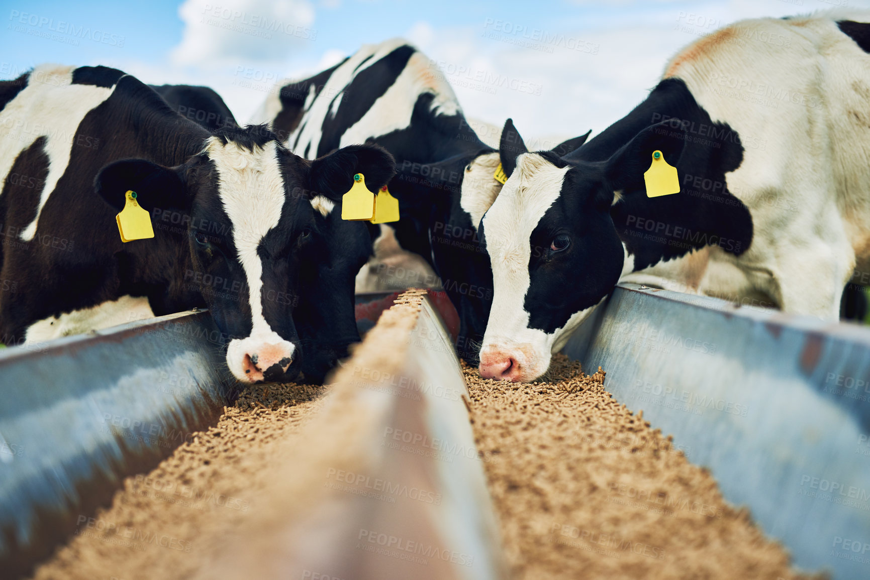 Buy stock photo Cows eating, farming and cattle on a dairy farm for agriculture, growth and food production. Nature, eat and a herd of hungry animals with feed in the countryside for livestock lifestyle and industry