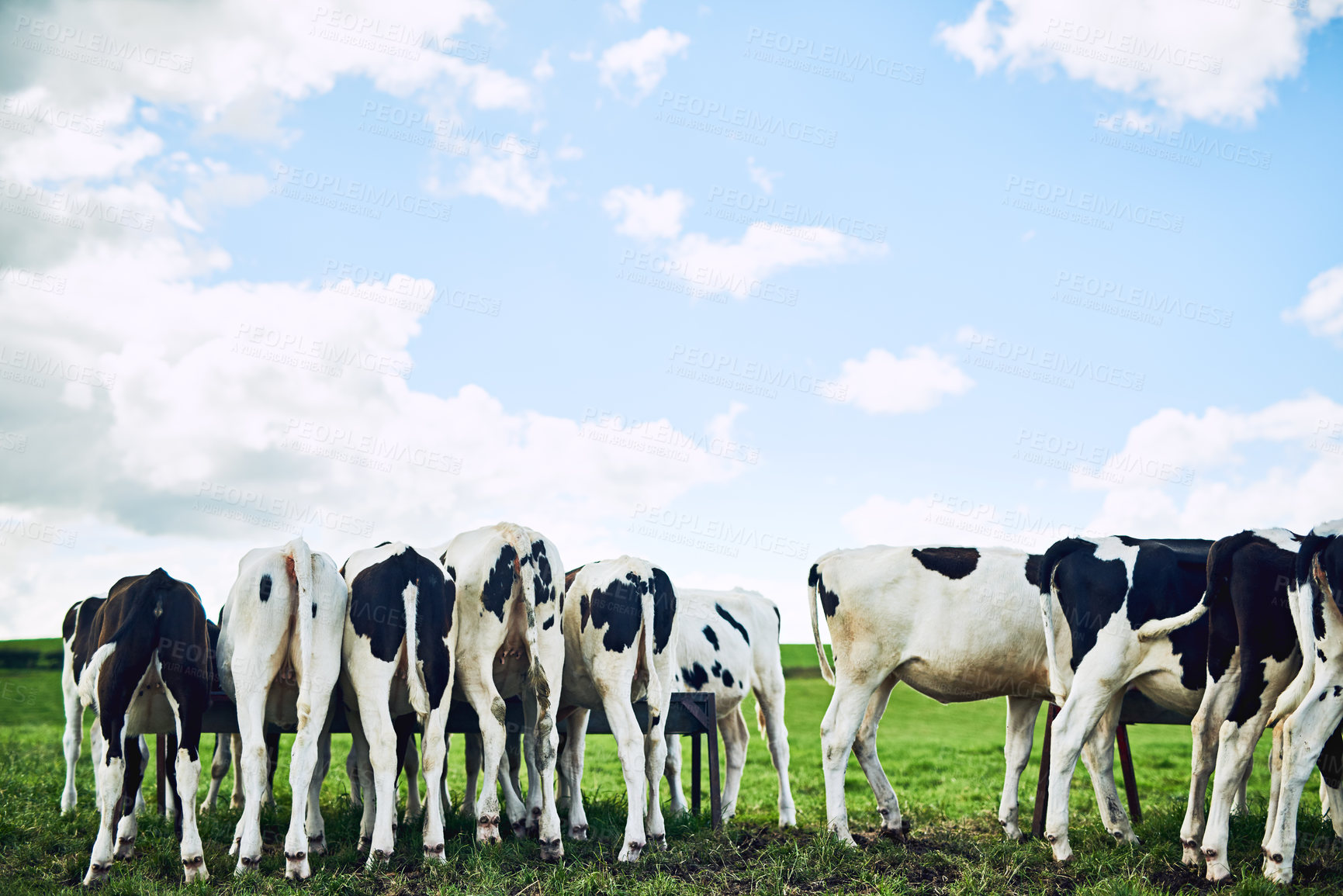 Buy stock photo Rearview shot of a herd of cattle grazing on a dairy farm