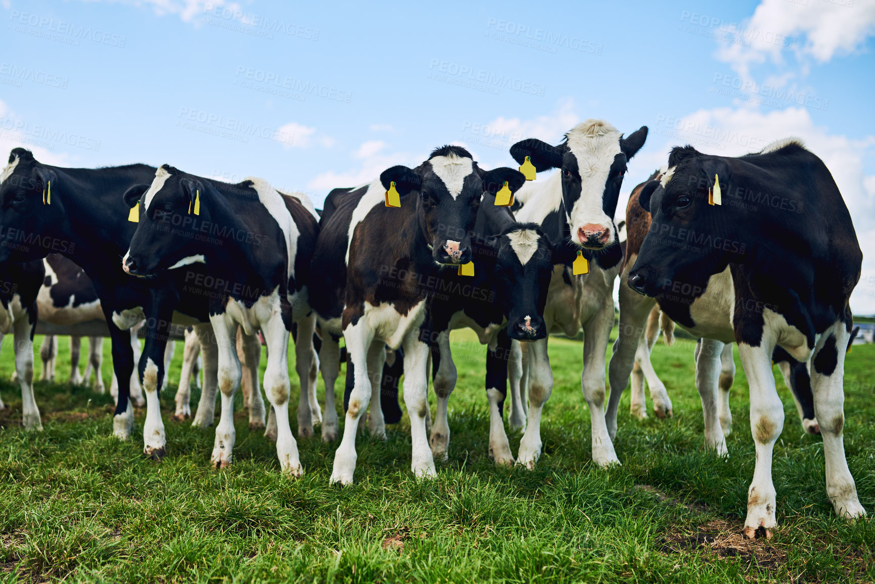 Buy stock photo Cropped shot of a herd of cattle grazing on a dairy farm