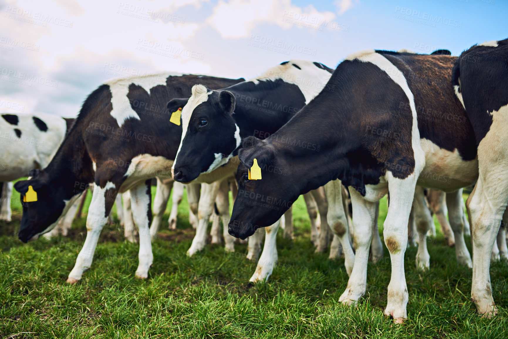 Buy stock photo Walking, nature and cows in countryside for eating, grazing and vegetation for nutrition in sustainable outdoor. Farm, animals and cattle livestock in group for milk production, agriculture or growth