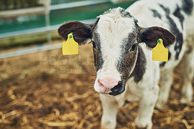 Buy stock photo Agriculture, sustainability and portrait of cow at farm for milk, dairy or beef production, supply chain or industry. Small business, livestock and animal in countryside for meat or farming in nature