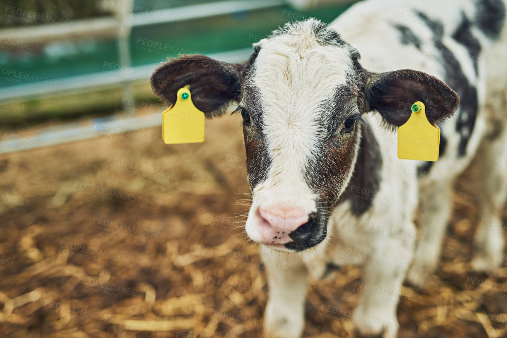 Buy stock photo Agriculture, sustainability and portrait of cow at farm for milk, dairy or beef production, supply chain or industry. Small business, livestock and animal in countryside for meat or farming in nature