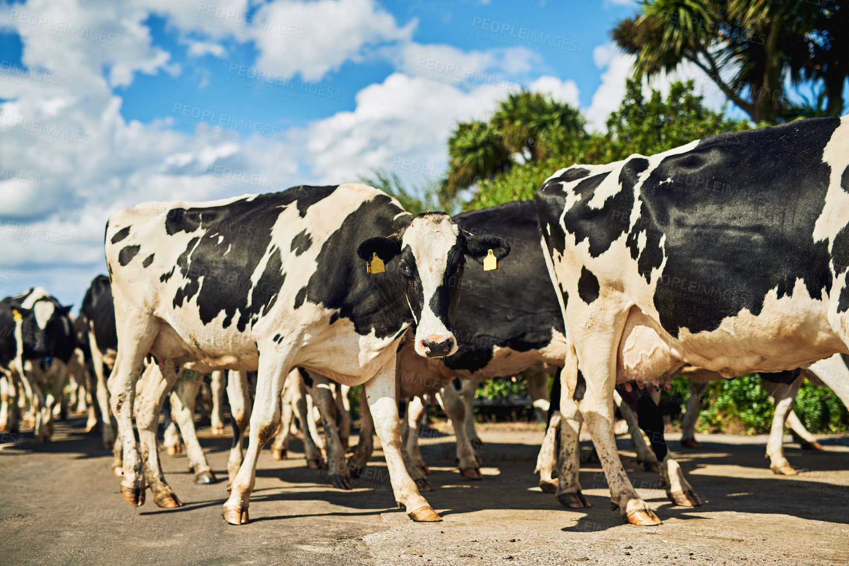 Buy stock photo Portrait, group and cows on farm for walking, grazing or vegetation for nutrition in sustainable outdoor. Countryside, animals or cattle livestock in nature for milk production, agriculture or growth