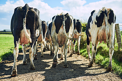 Buy stock photo Back, group and cows on farm for walking, grazing and vegetation for nutrition in sustainable outdoor. Countryside, animals and cattle livestock in nature for milk production, agriculture and eating