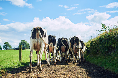 Buy stock photo Rearview shot of a herd of cattle off to graze on a dairy farm