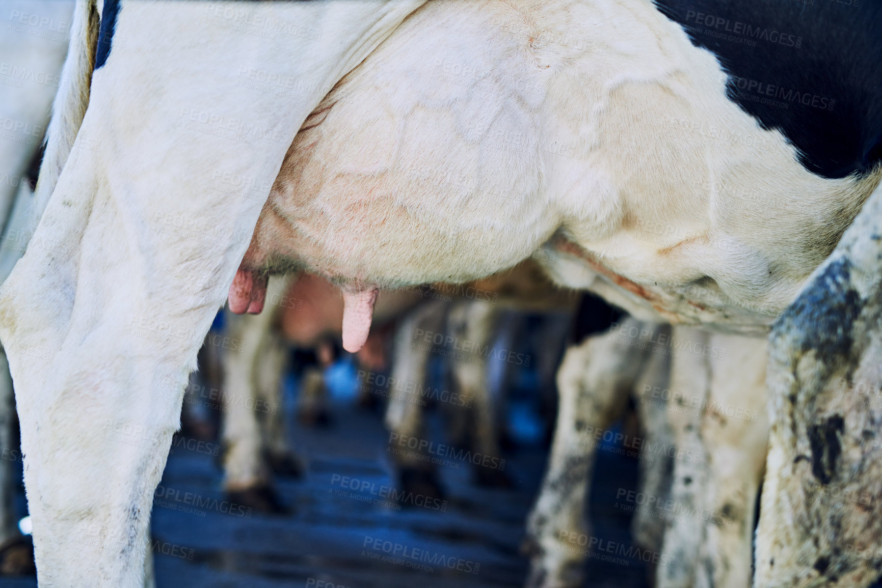 Buy stock photo Diary farm, udder and cow with agriculture, sustainability and organic produce for small business. Empty, animals and nature with industry, cattle and carbon capture with livestock and eco friendly