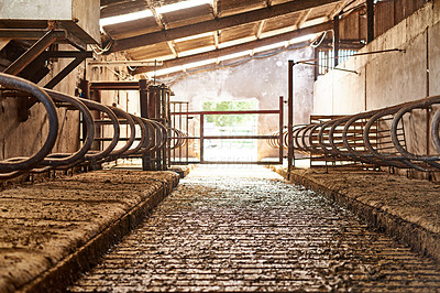 Buy stock photo Shot of the inside of a barn on a dairy farm