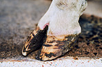 Healthy hooves are the sign of a healthy cow