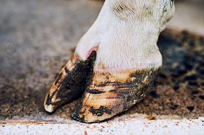 Buy stock photo Diary farm, hoof and cow with agriculture, closeup and organic produce for small business. Milking, animal and farmer with industry, cattle and environment with livestock, nature and countryside