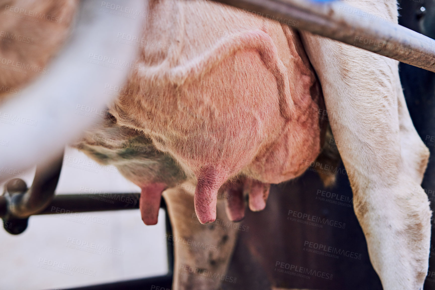 Buy stock photo Diary farm, udder and cow with agriculture, livestock and organic produce for small business. Empty, animal and nature with industry, cattle and closeup with sustainability and eco friendly
