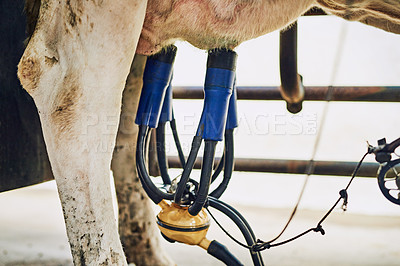 Buy stock photo Diary farm, udder and cow with agriculture, machine and organic produce for small business. Milking, animal or outdoor with industry, cattle or carbon capture with livestock, nature or sustainability