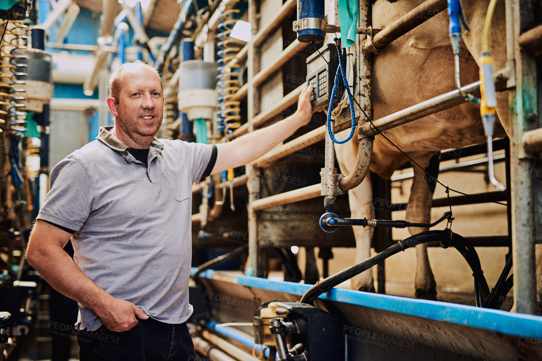 Buy stock photo Cropped portrait of a male farmer weighing his cows in a dairy factory