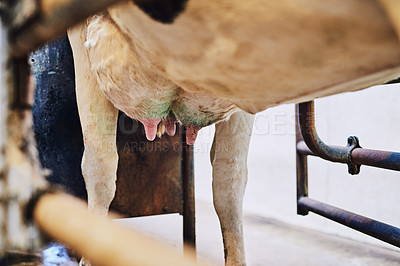 Buy stock photo Diary farm, udder and cow with agriculture, cattle and organic produce for small business. Empty, animals and nature with industry, sustainability and carbon capture with livestock and eco friendly