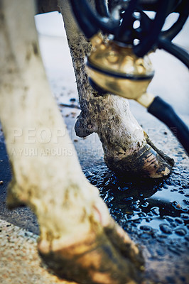 Buy stock photo Farm, hoof and closeup of cow in dairy factory for milk production, industry and organic produce. Agriculture, livestock animal and feet of cattle with machine, pump and sustainability for milking