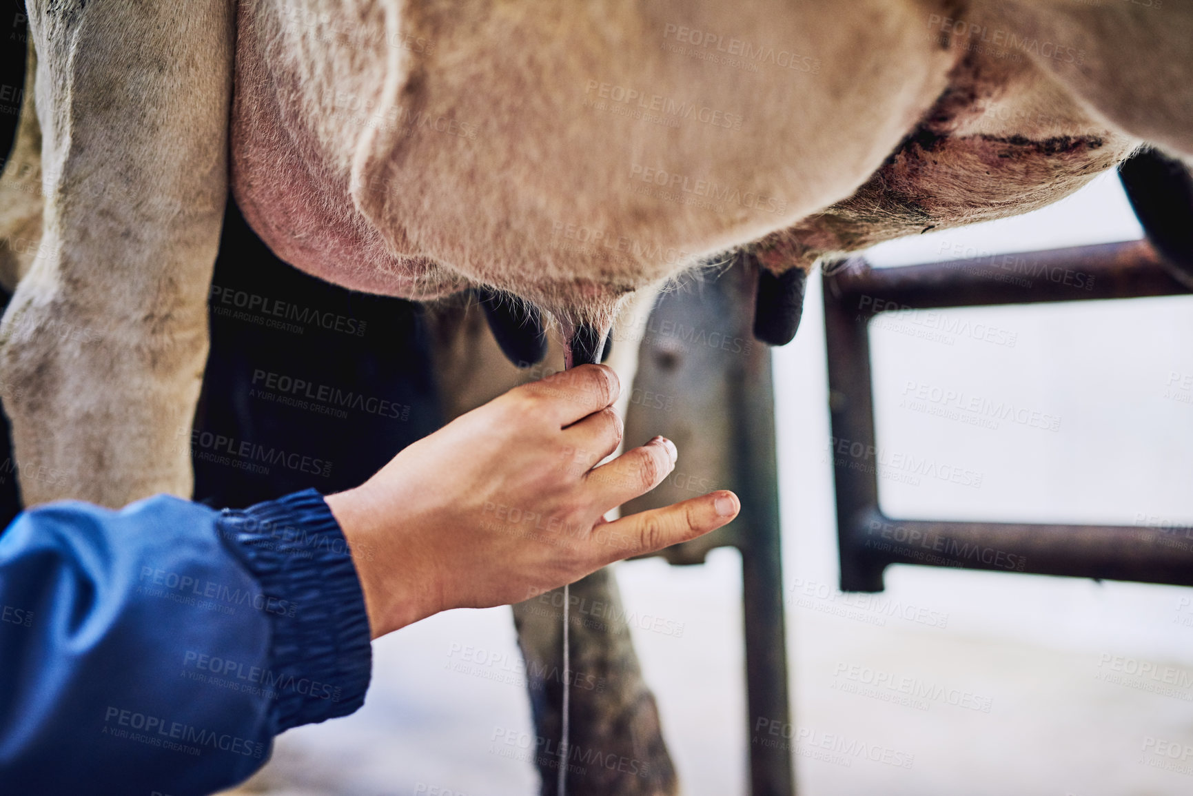 Buy stock photo Dairy farm, udder and cow with person, hand and organic produce for small business. Milking, animal and farmer with industry, cattle and carbon capture with livestock, agriculture and eco friendly