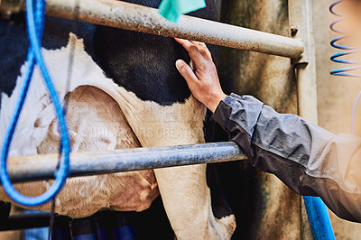 Buy stock photo Farming, cow and hand of person in barn with care in milk production, animal health or agriculture. Growth, development and dairy farmer at fence with cattle, management or sustainable small business