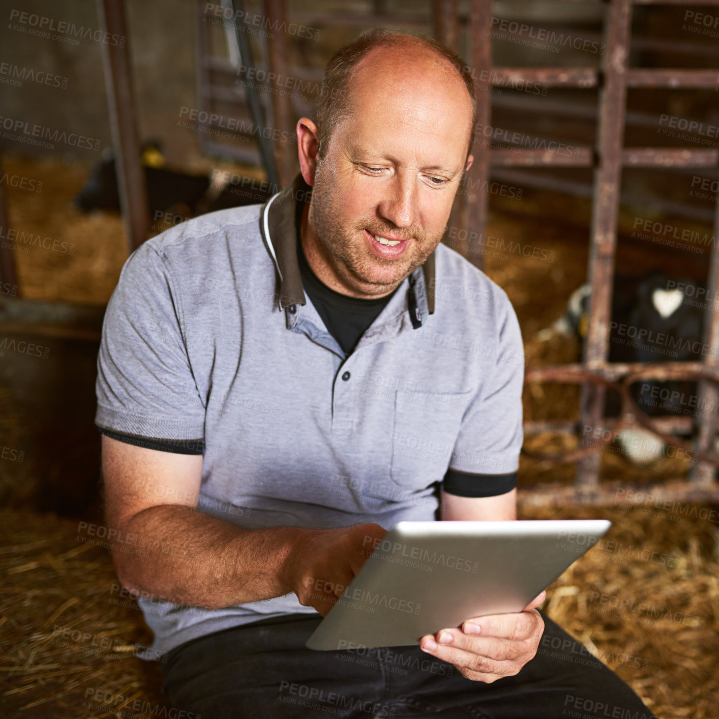 Buy stock photo Barn, man and online with tablet for dairy farm, herd management and track production of animals. Farmer, business owner and checklist with digital for research, cows information and access resources