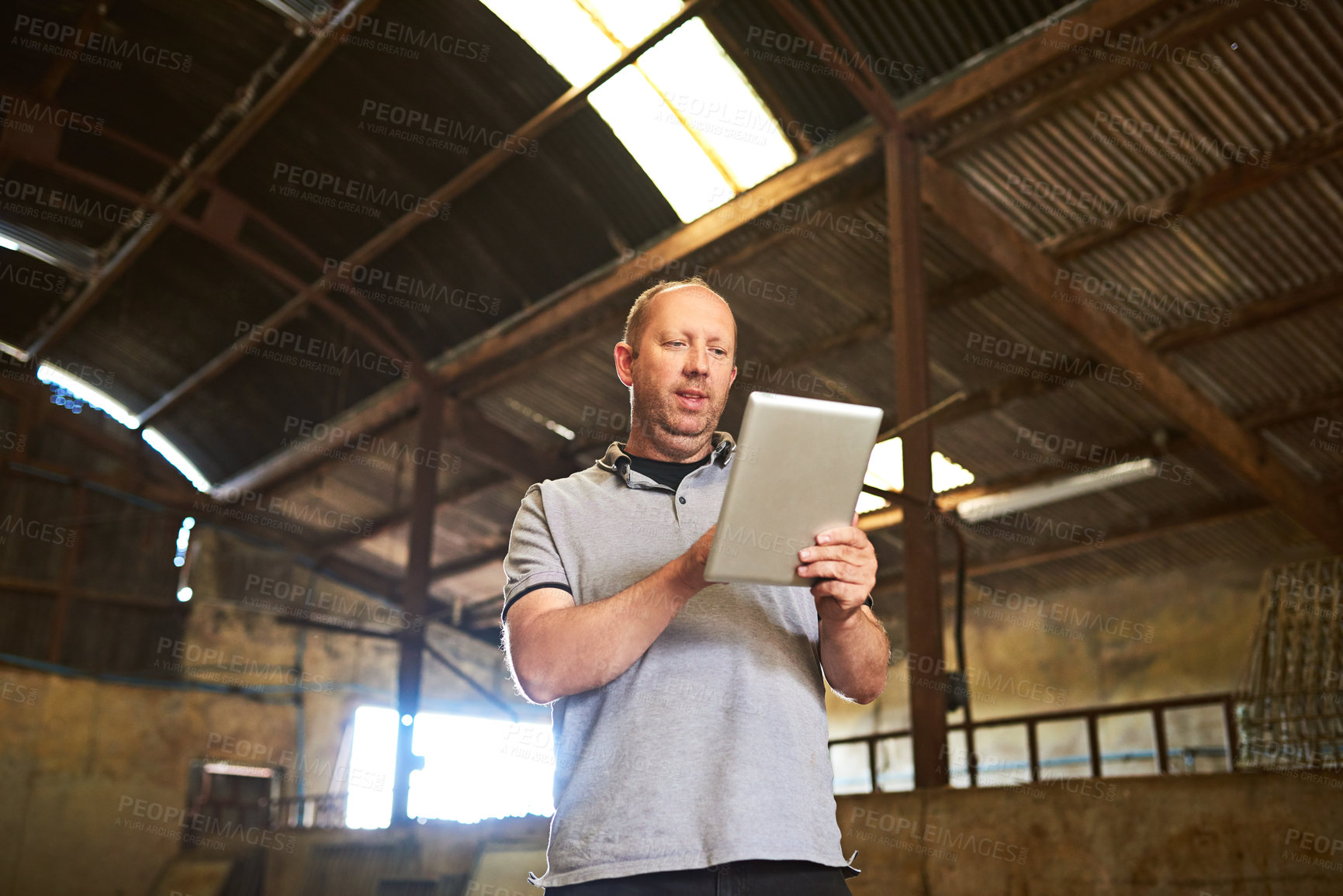 Buy stock photo Barn, man and connection with tablet for dairy farm, herd management and track production of animals. Farmer, business owner and online with digital for research, scroll information and resources