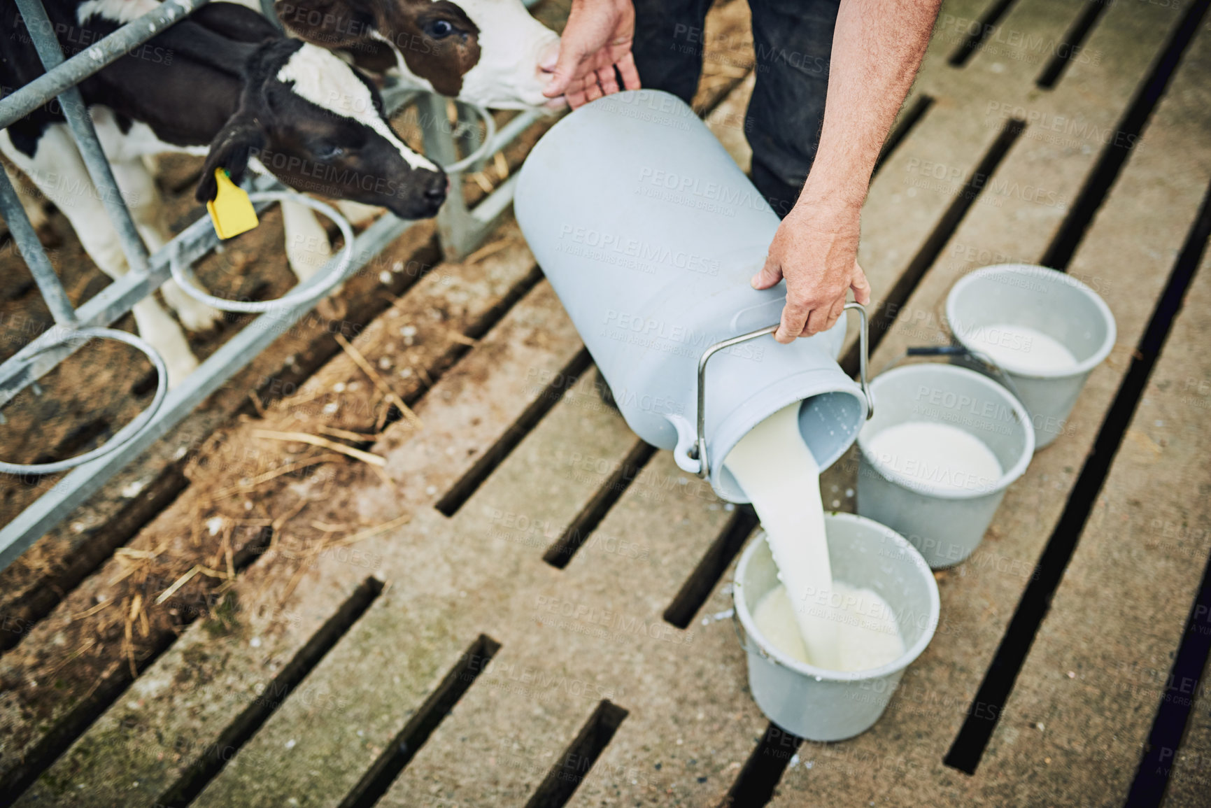 Buy stock photo Farm, cows and person with milk in bucket for process, food production or feeding animals in barn. Sustainability, farmer and cream in container for dairy, small business and nutrition for young calf