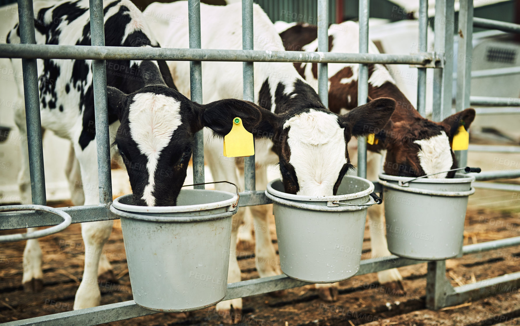 Buy stock photo Farming, cows and drink at fence with bucket for nutrition at sustainable small business in milk production. Growth, agriculture and dairy development in pen with food, calf and feeding barn animals