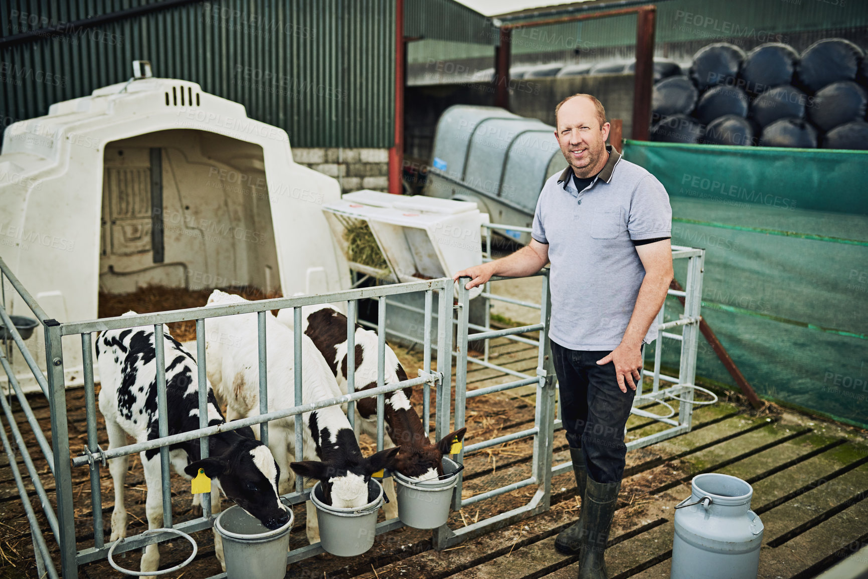 Buy stock photo Farm, cows and portrait of man in barn with bucket for milk production, animal health and agriculture. Growth, development and dairy farmer at fence with feeding cattle, confidence and small business