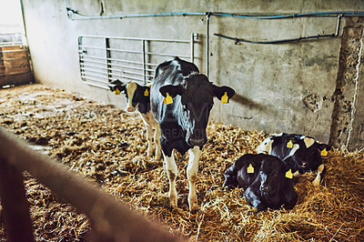 Buy stock photo High angle shot of two calves inside a dairy factory