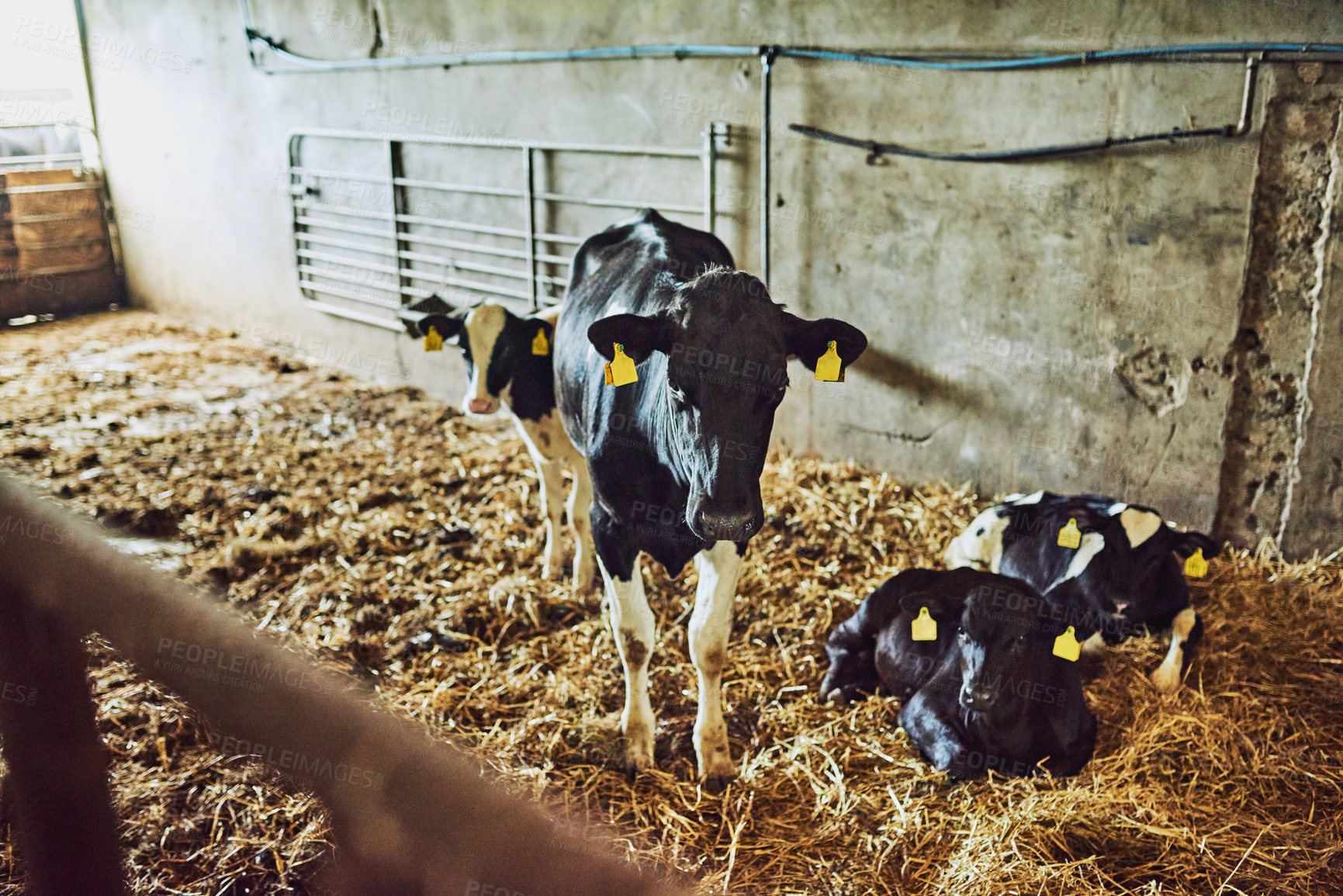 Buy stock photo High angle shot of two calves inside a dairy factory