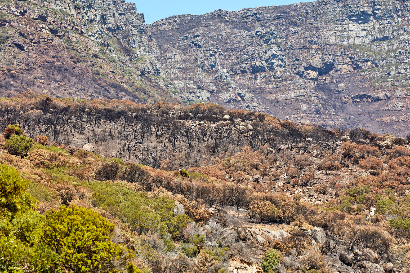 Buy stock photo Burnt trees after a bushfire on Table Mountain in Cape Town.  Landscape of rocks and thorny bushes after wildfire in the wilderness. Rocky mountain view near forest fire with lots of black dead trees