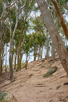 Buy stock photo Trees growing on a uphill mountain. A hillside forest during autumn. Low angle landscape of tall trees growing on rocky hiking trail. Popular walking paths in Table Mountain National Park, Cape Town