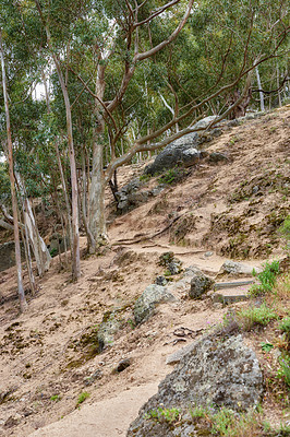 Buy stock photo Mountain hiking trail in a forest, on table mountain on a sunny day. Trees growing on an uphill mountain. A hillside forest with a landscape of tall trees growing on a rocky hiking pathway.