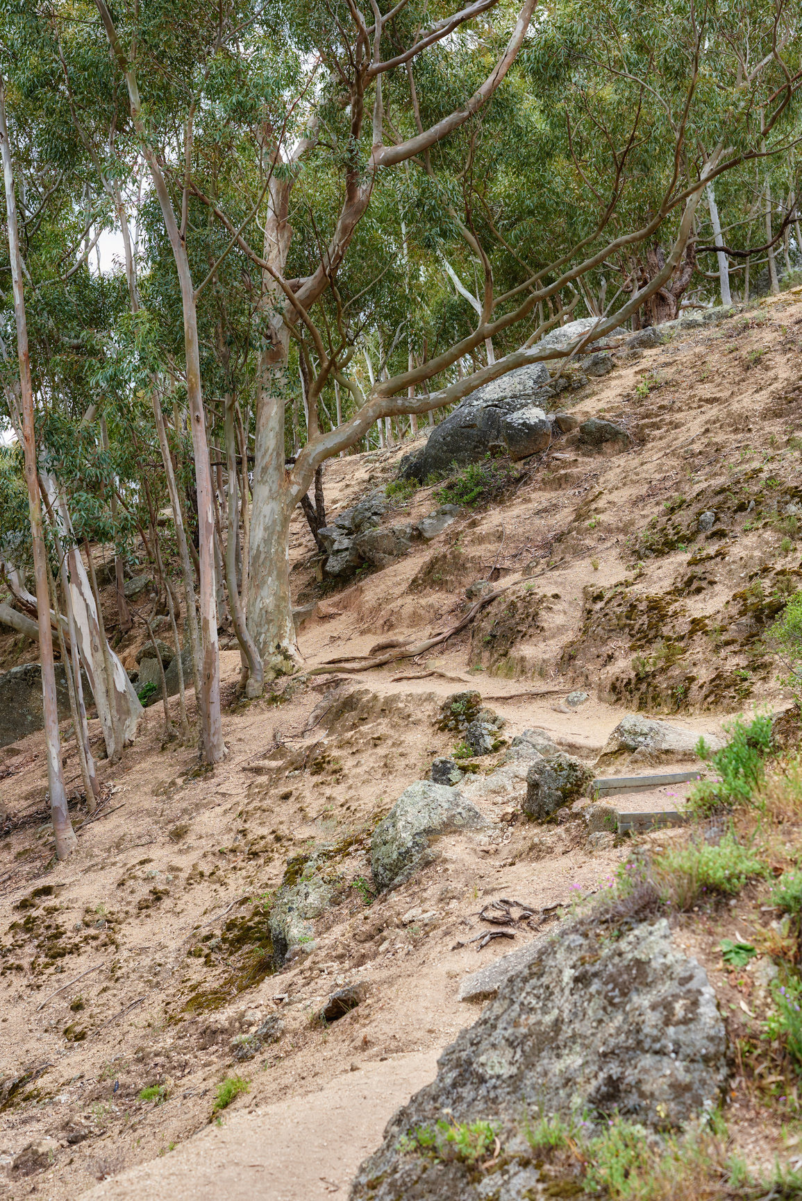 Buy stock photo Mountain hiking trail in a forest, on table mountain on a sunny day. Trees growing on an uphill mountain. A hillside forest with a landscape of tall trees growing on a rocky hiking pathway.