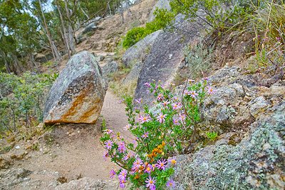 Buy stock photo Closeup of purple and pink Fynbos flowers growing on rocky mountain landscape with copyspace. Plants exclusive to Cape Floral Kingdom. Bushes along a hiking trail on Table Mountain in South Africa 