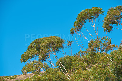 Buy stock photo Trees growing on an uphill mountain. Remote organic mountain nature reserve on Table mountain in Cape Town on a sunny summer day. Tall green trees grow against a clear blue sky in South Africa. 