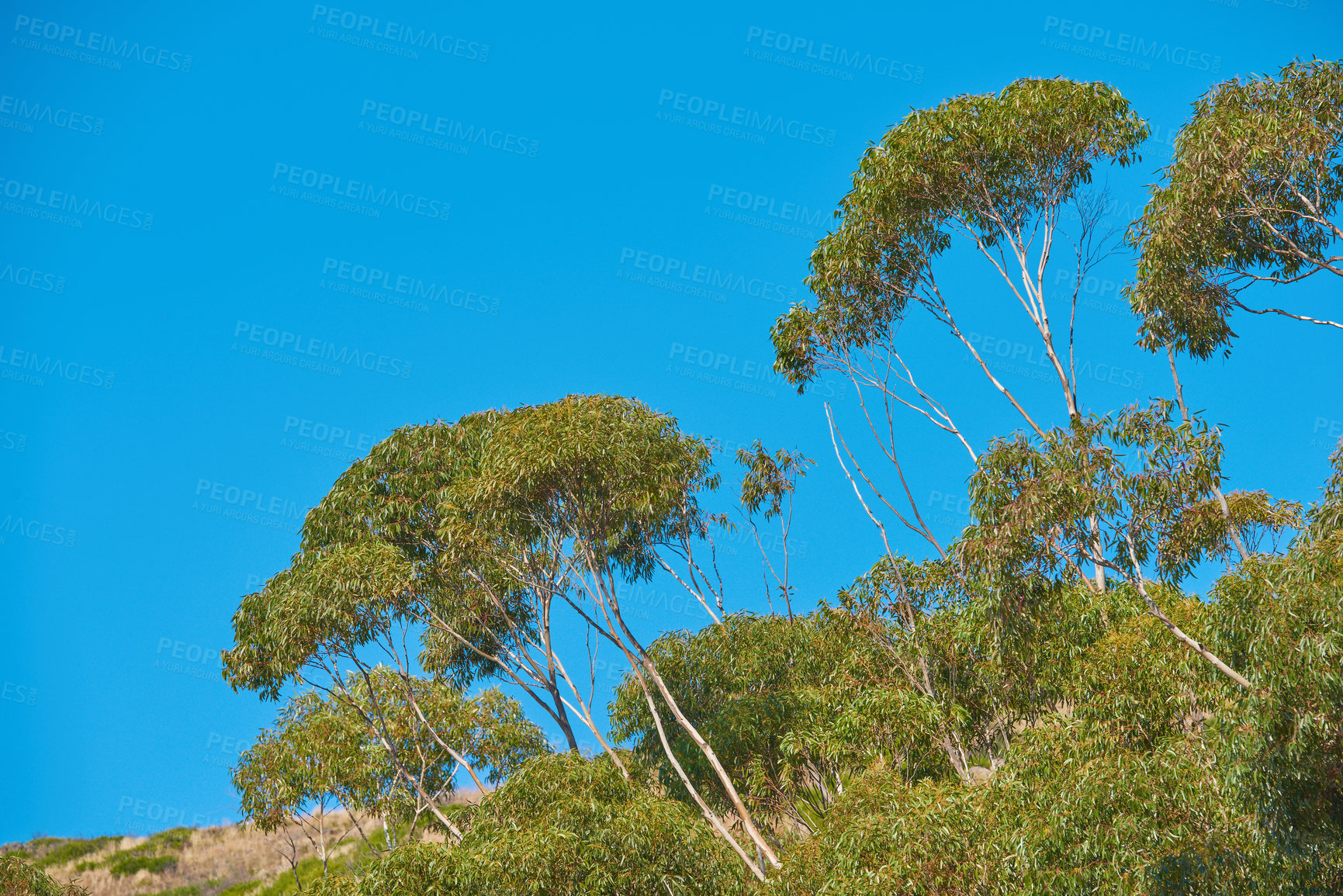 Buy stock photo Trees growing on an uphill mountain. Remote organic mountain nature reserve on Table mountain in Cape Town on a sunny summer day. Tall green trees grow against a clear blue sky in South Africa. 