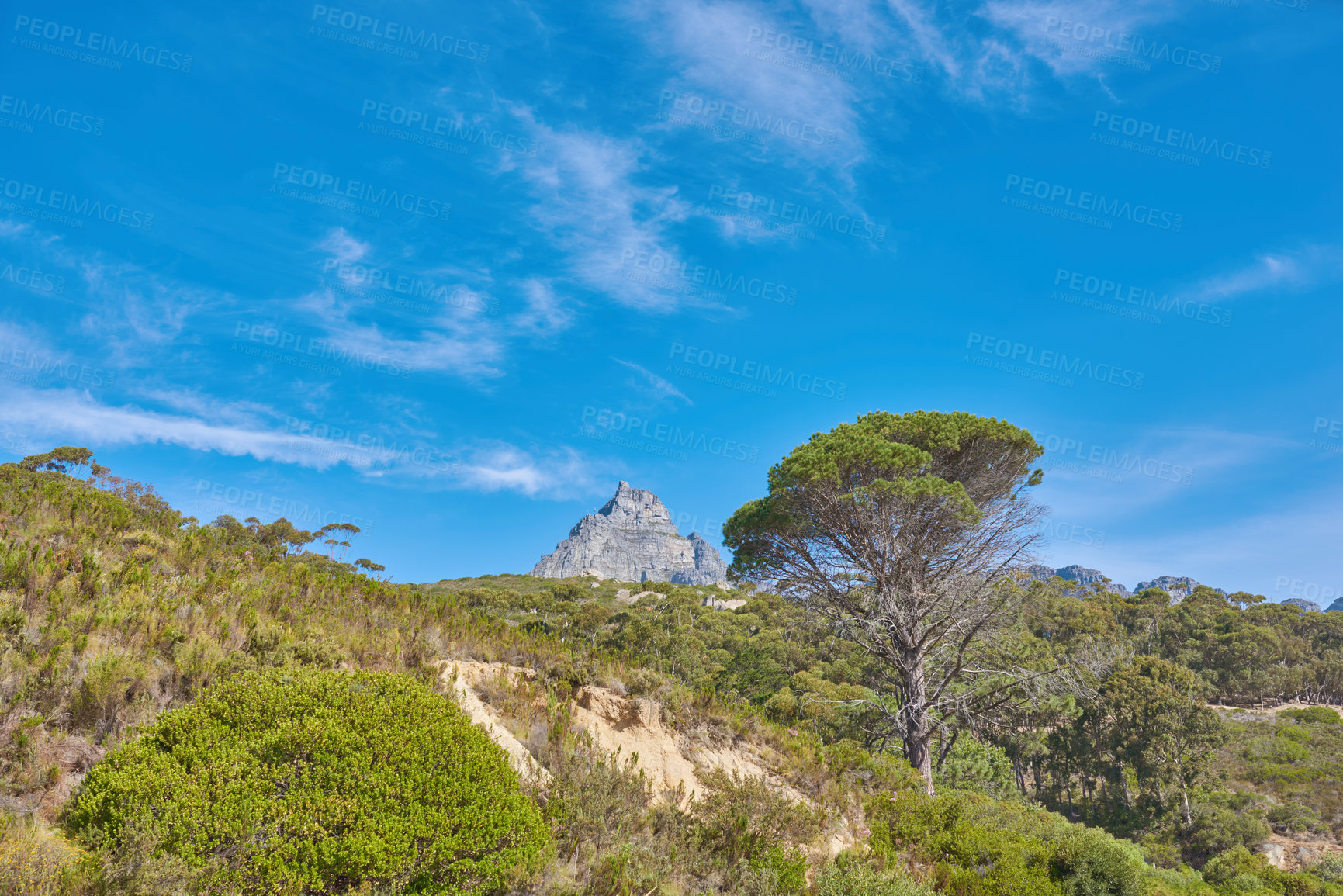 Buy stock photo Copy space, landscape view of lush trees, bushes, shrubs, blue sky growing in remote hiking and trekking trails of Table Mountain National Park in Cape Town, South Africa. Immersing in mother nature