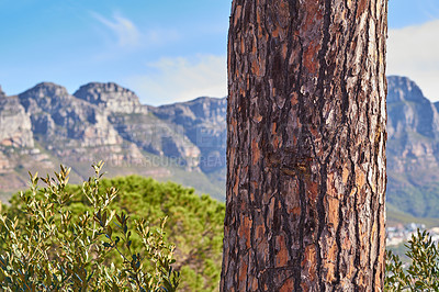Buy stock photo Landscape view of Table Mountain National Park, Cape Town, South Africa. Beautiful scenic view of nature outdoors on a summer day. Peaceful wilderness and lush green bush. Closeup of a tree trunk