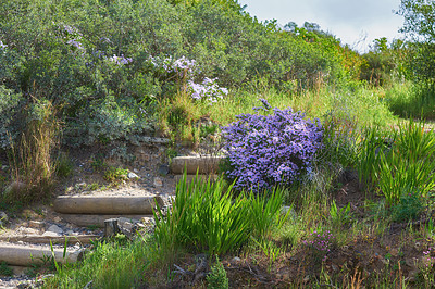 Buy stock photo Purple daisies or aster flowers growing along scenic hiking and trekking trail in Table Mountain National Park, Cape Town, South Africa. Lush green shrubs, trees and bushes in serene nature reserve