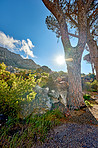 Trails of Table Mountain National Park