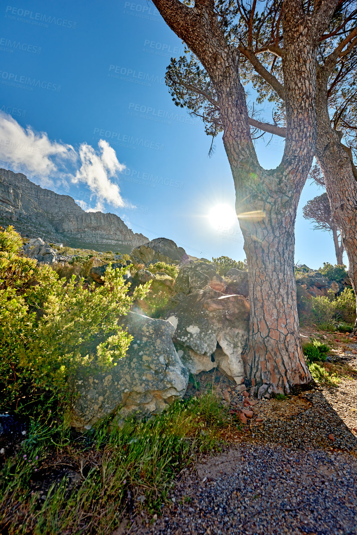 Buy stock photo Remote mountain hiking trail on table mountain on a sunny day. Mountainous walking path high above a coastal city in South Africa against a blue horizon. Trees growing on an uphill mountain.