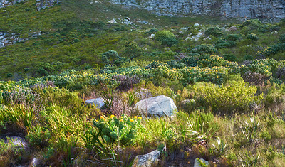 Buy stock photo Copyspace with scenic landscape view of grass, bushes and shrubs growing in a remote hiking trail of Table Mountain in Cape Town, South Africa. Lush green vegetation growing on a nature reserve