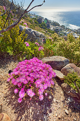 Buy stock photo Purple fynbos flowers blossoming and blooming on famous hiking and trekking trail on Table Mountain National Park in Cape Town, South Africa. Plant life growing and flowering in nature reserve abroad