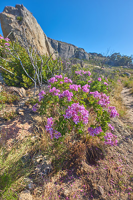 Buy stock photo Pelargonium Pink Capitatum flower, close up. Rose Geranium or storksbill plant, pink blossom with purple strips. Scented Pelargonium Graveolens is plant in the family Geraniacea on Table Mountain