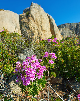 Buy stock photo Pink wildflowers beside a hiking trail on a sunny day in Cape Town in summer. Bright malva blossoms growing on Table Mountain walking path in South Africa. Blue sky background with copyspace 