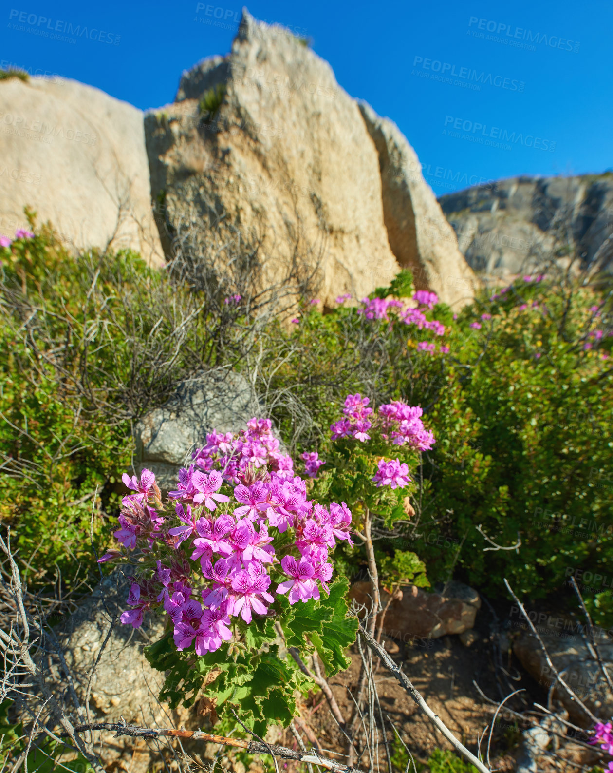 Buy stock photo Pink wildflowers beside a hiking trail on a sunny day in Cape Town in summer. Bright malva blossoms growing on Table Mountain walking path in South Africa. Blue sky background with copyspace 