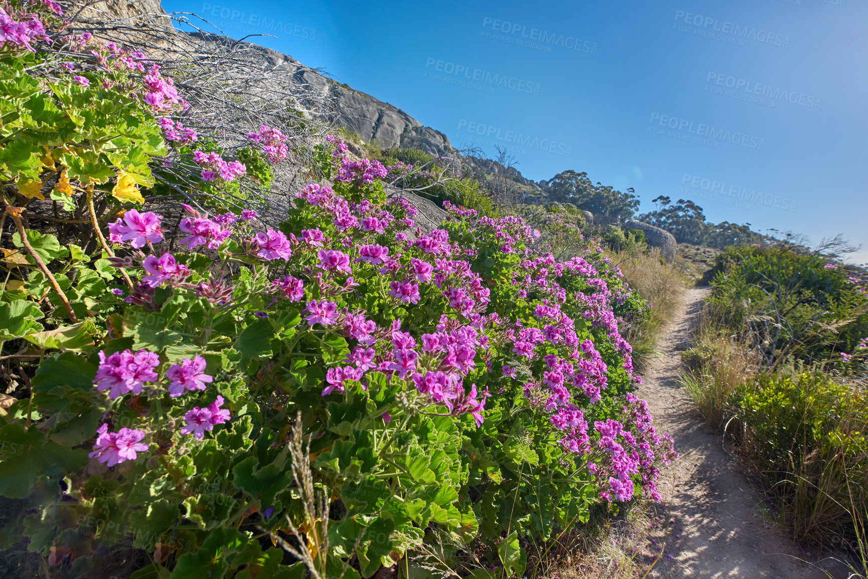 Buy stock photo Pink wild flowers beside a hiking trail on a sunny day in Cape Town in summer. Bright malva blossoms growing on Table Mountain walking path in South Africa. Blue sky background with copyspace