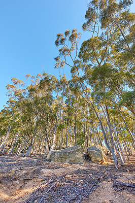 Buy stock photo Old big trees in the forest with dried stems on the ground at Table Mountain National Park in Cape Town, South Africa on a sunny day. Scenic forest landscape in nature. A woodland area with greenery.