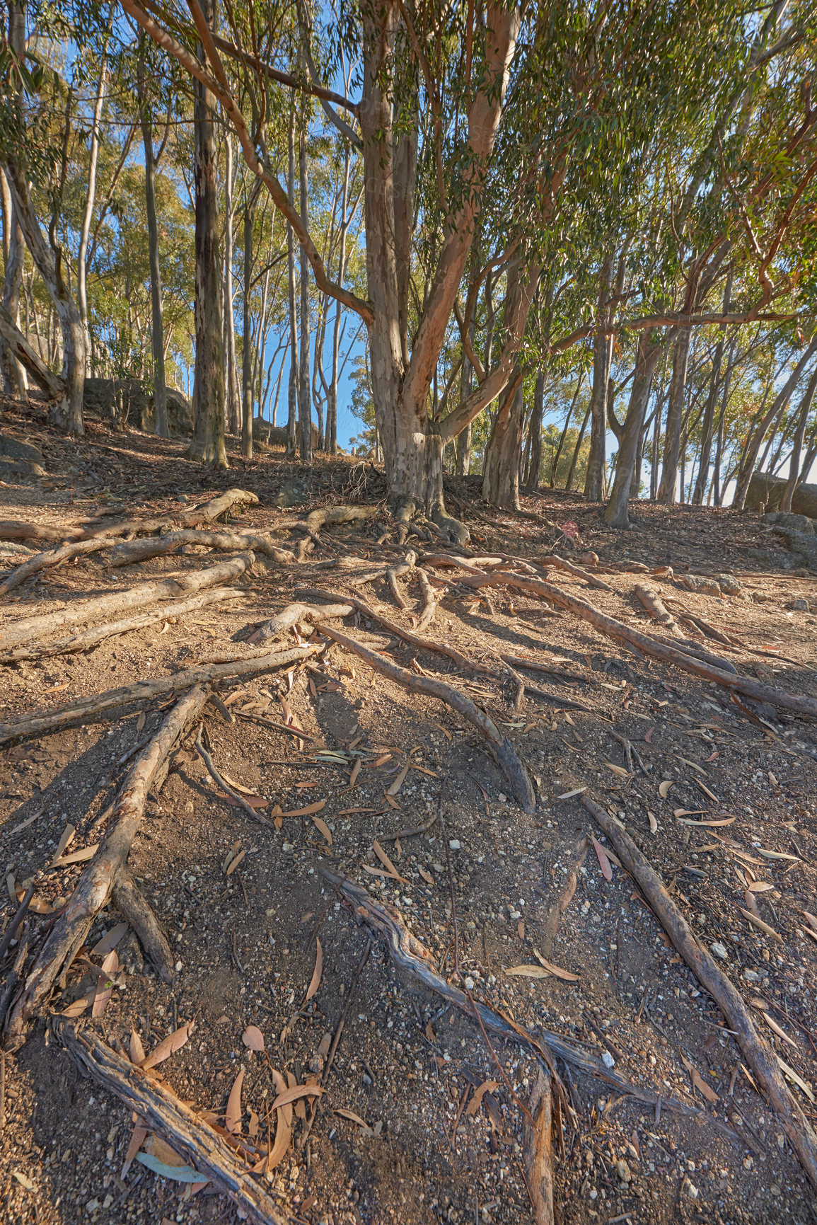 Buy stock photo Copy space and old trees with feed roots in the ground along a hiking trail in the forest at Table Mountain National Park in Cape Town, South Africa on a sunny day. Scenic forest landscape in nature