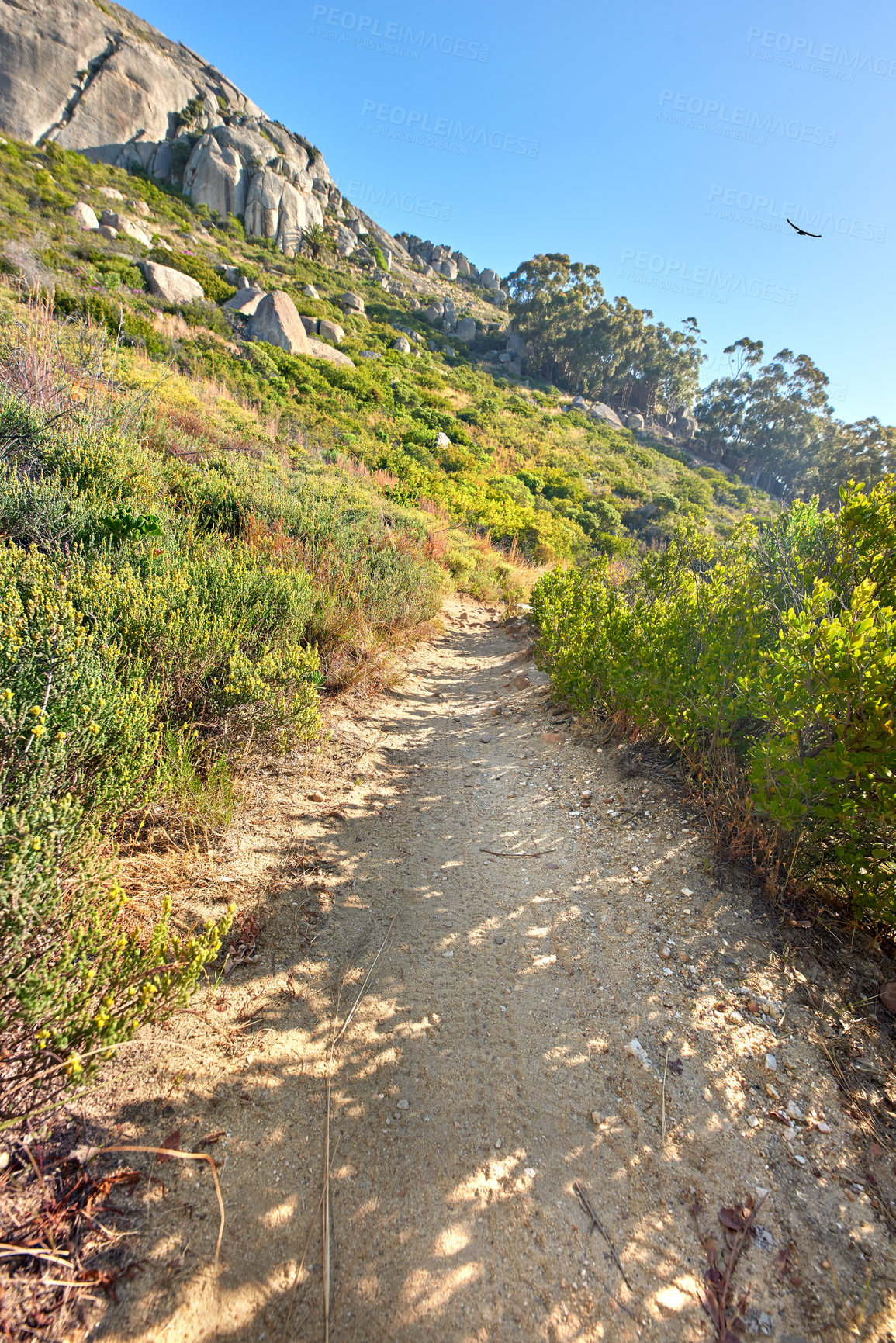 Buy stock photo Hiking trail on Table Mountain National Park in Cape Town South Africa on a sunny day with blue sky. Scenic landscape with walking paths to explore in nature surrounded by green bushes and trees
